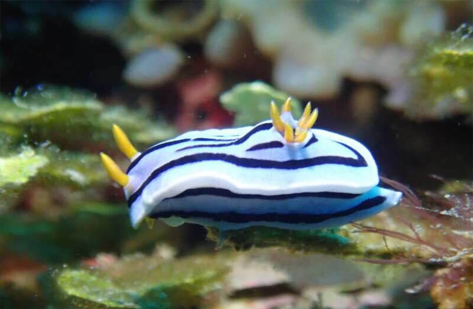 帕拉维岛浮潜